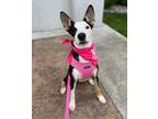 Adopt Brookie a Tricolor (Tan/Brown & Black & White) Border Collie / Mixed dog