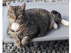 Adopt Sadie a Brown Tabby Domestic Shorthair (short coat) cat in Chuckey