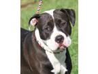 Adopt Kim a Black - with White American Pit Bull Terrier / Hound (Unknown Type)