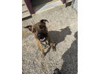 Adopt Sonny a Brindle Boxer / American Pit Bull Terrier / Mixed (short coat) dog