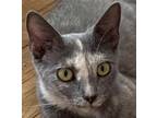Adopt Leafa a Gray or Blue (Mostly) Domestic Shorthair (short coat) cat in