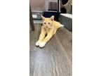 Adopt Naan a Orange or Red Domestic Shorthair (short coat) cat in Lauderhill