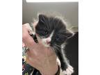 Adopt Zahara a All Black Domestic Mediumhair / Domestic Shorthair / Mixed cat in