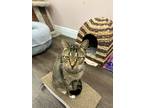 Adopt Ciabatta a Brown Tabby Domestic Shorthair (short coat) cat in Lauderhill