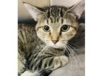 Adopt Maizey a Domestic Shorthair / Mixed (short coat) cat in Crystal Lake