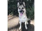 Adopt Sammy a Husky / German Shepherd Dog / Mixed dog in Irvine, CA (39315348)