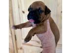 Boxer Puppy for sale in Windsor, NY, USA