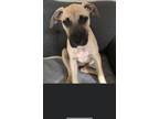 Adopt Venus a Tan/Yellow/Fawn - with Black American Pit Bull Terrier / Plott