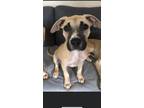 Adopt Athena a Tan/Yellow/Fawn - with Black American Pit Bull Terrier / Plott