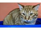 Adopt Cocoa a Tortoiseshell Domestic Shorthair (short coat) cat in Sautee