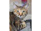 Adopt Cinnamon a Gray, Blue or Silver Tabby Domestic Shorthair (short coat) cat