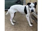 Adopt Fern a White - with Black Mixed Breed (Medium) / Mixed dog in Royal Oak