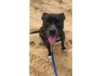 Adopt Elvis a Black - with White Pit Bull Terrier / Mixed dog in Jackson