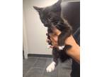 Adopt Hamburgler a All Black Domestic Shorthair / Domestic Shorthair / Mixed cat