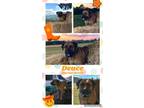 Adopt Deuce a Red/Golden/Orange/Chestnut Mastiff / Mixed dog in Hopkinsville
