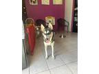 Adopt Agatha a Black - with White Siberian Husky / Mixed dog in Huntington