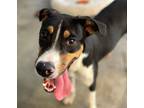 Adopt Toby a Tricolor (Tan/Brown & Black & White) Hound (Unknown Type) /