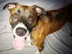 Adopt Thumper a Brindle - with White Boxer / Hound (Unknown Type) / Mixed dog in