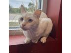 Adopt Prince Charles a White Siamese / Domestic Shorthair / Mixed cat in