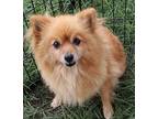 Adopt Mickey a Red/Golden/Orange/Chestnut Pomeranian / Mixed dog in Ridgeland
