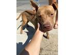 Adopt Stevie a Brown/Chocolate American Pit Bull Terrier / Mixed dog in Selma