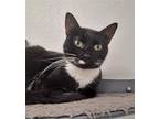 Adopt Tuxedo Sue a Black & White or Tuxedo Domestic Shorthair / Mixed (short