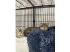 Adopt Fabio a Gray, Blue or Silver Tabby Domestic Shorthair cat in Whiteville
