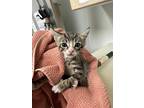 Adopt Trent a Gray or Blue Domestic Shorthair / Domestic Shorthair / Mixed cat
