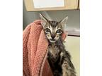 Adopt Kurt a Gray or Blue Domestic Shorthair / Domestic Shorthair / Mixed cat in