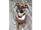 Adopt Roscoe a Tan/Yellow/Fawn - with Black Boxer / Mixed dog in North