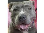 Adopt Nebula a Gray/Blue/Silver/Salt & Pepper American Pit Bull Terrier / Mixed