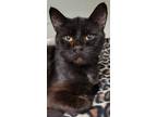 Adopt Alfie a All Black Domestic Shorthair / Domestic Shorthair / Mixed cat in