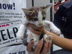 Adopt 84603 a Domestic Shorthair (long coat) cat in Nogales, AZ (39297810)