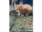 Adopt Anthony a Orange or Red Domestic Shorthair / Mixed (short coat) cat in