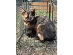 Adopt Pepper Potts a All Black Domestic Shorthair / Mixed (short coat) cat in