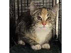 Adopt Morgan a Orange or Red Domestic Shorthair / Mixed (short coat) cat in