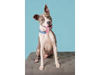 Adopt Hoover a White Mixed Breed (Medium) / Mixed dog in New Smyrna Beach