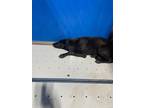 Adopt Finn a Black Mixed Breed (Medium) dog in Whiteville, NC (39296344)