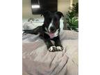 Adopt Oreo a Black - with White Pit Bull Terrier / Mixed dog in Luttrell
