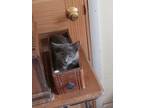 Adopt Mandy a Gray or Blue (Mostly) Domestic Shorthair (short coat) cat in