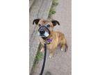 Adopt Ally a Brindle Boxer / Mixed dog in Smithers, BC (39295640)