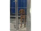 Adopt Mazie a Red/Golden/Orange/Chestnut Redbone Coonhound dog in Whiteville