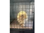 Adopt Frito a White Shih Tzu dog in Whiteville, NC (39289209)