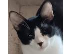 Adopt Wobbles L a Black & White or Tuxedo Domestic Shorthair (short coat) cat in