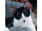 Adopt Trixie L a Black & White or Tuxedo Domestic Shorthair (short coat) cat in