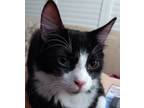 Adopt Mikey L a Black & White or Tuxedo Domestic Mediumhair (medium coat) cat in