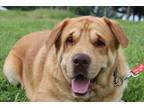 Adopt Duke a Tan/Yellow/Fawn Labrador Retriever / Shar Pei dog in Linton