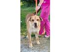 Adopt Duke a Tan/Yellow/Fawn Labrador Retriever / Shar Pei dog in Linton