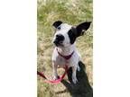Adopt Peaches a White American Pit Bull Terrier / Mixed dog in Oskaloosa