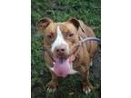 Adopt Henny a Brindle American Pit Bull Terrier / Mixed Breed (Medium) / Mixed